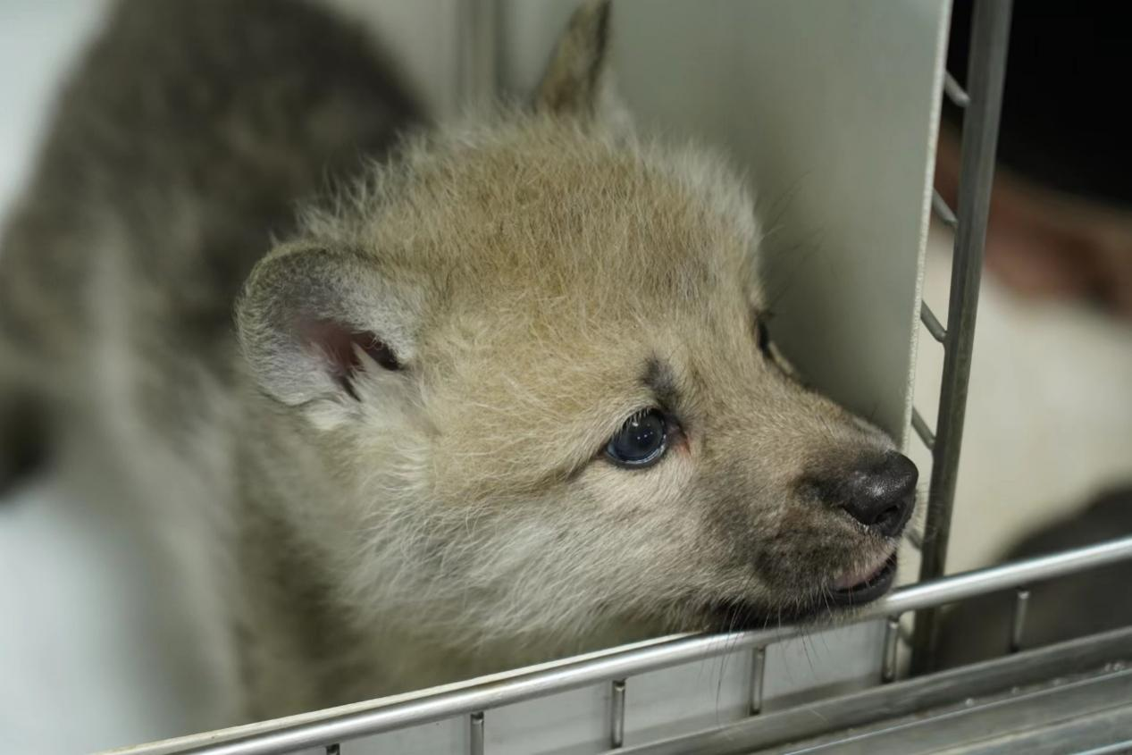 Monde de Première Clonés Loup Arctique Est Né! Sinogene Permet Aux Espèces de Conservation de La Diversité