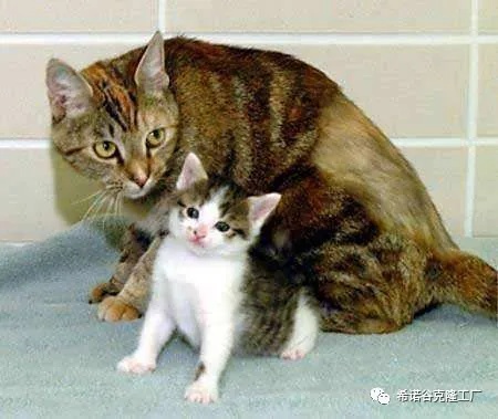 The world's first cloned cat-2.jpg