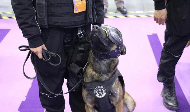 Le clonage de chiens de police a attiré l'attention à l'Expo